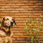 animali in condominio